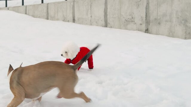 American Staffordshire Terrier puppy and a Bichon Frize dog in red overalls walk and frolic together on snow-covered embankment. Concept of acquaintance and communication of dogs of different breeds.