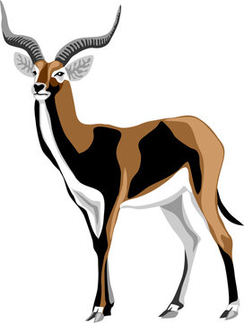 Black lechwe - colour vector illustration