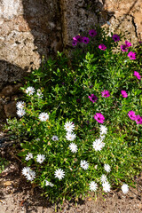 garden in andratx,majorca, spain