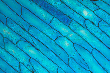 Onion epidermis blue-stained, seen under high magnification microscope.  - obrazy, fototapety, plakaty