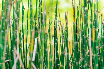 Green bamboo forest background picture 