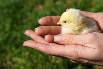 little chicken in hands on a background of green grass.