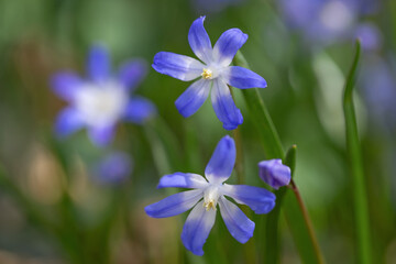 Closeup of two glory-of-the-snow flowers (Chionodoxa). Focus on the upper blossom.