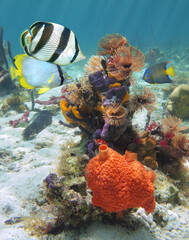 Colorful tropical fish with marine worms and sea sponges underwater, Caribbean sea