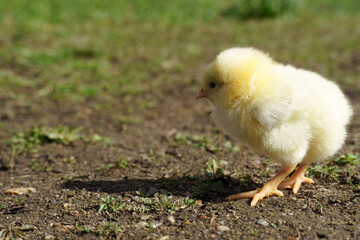 Little yellow chicken stands in a meadow in green grass,