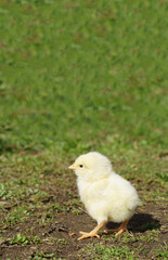 A tiny yellow chicken stands in a meadow. Vertical photo