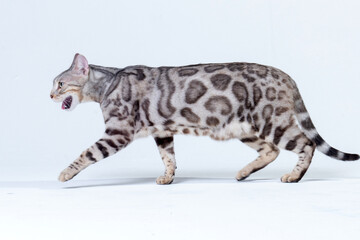 Obraz na płótnie Canvas Silver Bengal Cat in studio