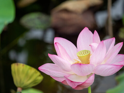 5 468 Best ハスの花 Images Stock Photos Vectors Adobe Stock