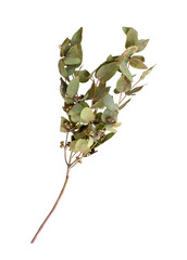 Eucalyptus (Eucalyptus globulus, commonly known asÂ southern blue gum) branch with fruits isolated on white background