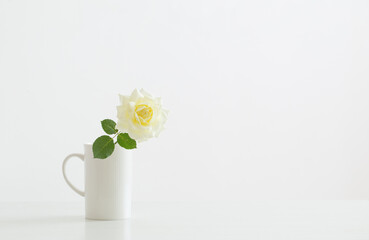 yellow rose in white cup on white background