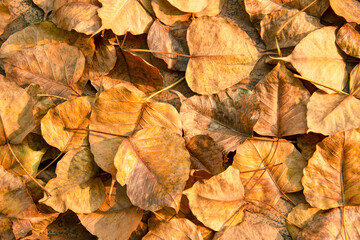 Bodhi leaves that fell to the ground