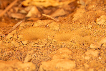 Trap for the prey of the elephant insect