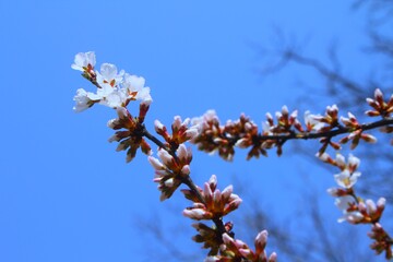 Beautiful cherry blossoms and blue sky