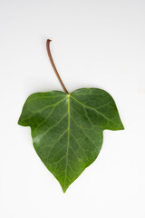 Hedera helix leaf isolated on white background.