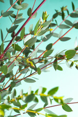 Green parvifolia eucalyptus foliage. Green branches of eucalyptus on a blue background, vertical photo.