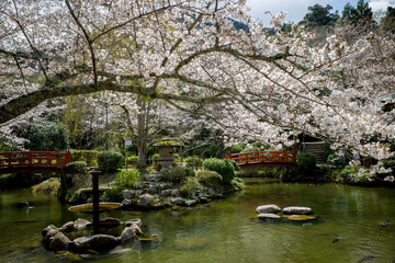 満開の桜の打吹公園（鳥取県倉吉市）