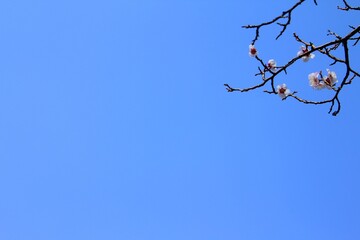 Beautiful cherry blossoms and blue sky