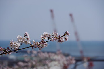 宮城県石巻市、日和山公園の桜