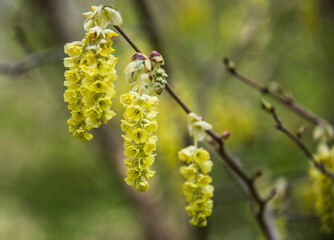Corylopsis