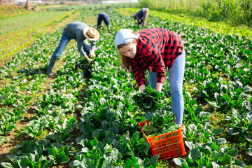 A small group of people harvesting organic spinach in the fields on a small family farm