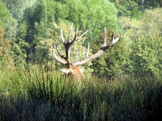 cerf