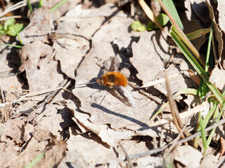 Bombylius major or Large bee-fly sunbathing on dead leaf in springtime