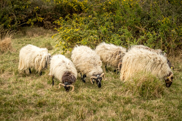 Obraz premium Sheep in the field, France