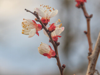 apricot branch with four white flowers against the sky