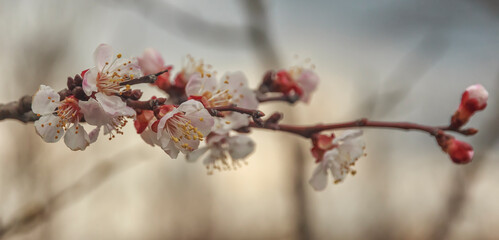 apricot spring branch full of flowers on gray background