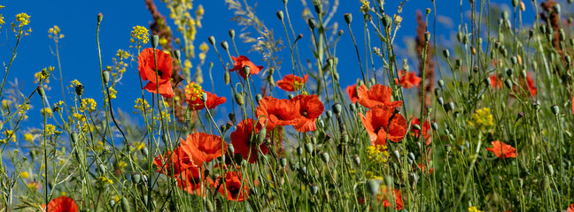 Banner red poppies on a green background