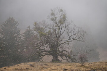 Wanderung um Brannenburg / Sankt Magarethen © Stephan