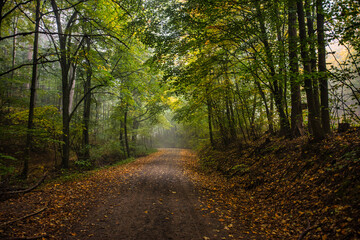 path in green forest on misty morning
