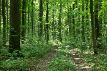 green Forest trees. nature green wood sunlight backgrounds