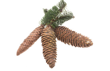 fir cones isolated