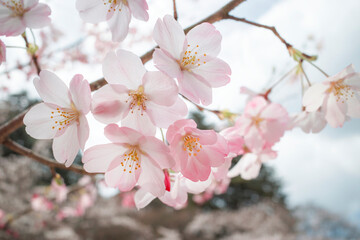 Fototapeta premium 満開のジンダイアケボノのクローズアップ（打吹公園・鳥取県）