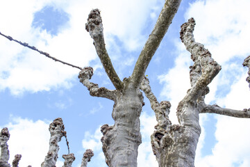 Trees without leaves and the sky