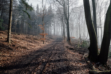 Fototapeta premium Nebel im herbstlichen Teutoburger Wald.