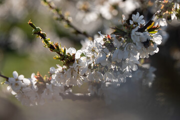 Cerisier en fleurs