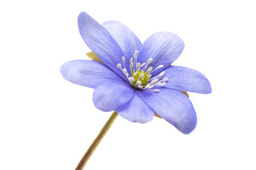 Hepatica Nobilis - first Spring flower