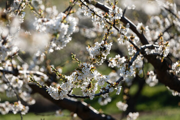 Cerisier en fleurs