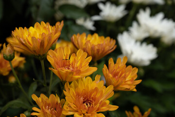 Obraz premium Flower
