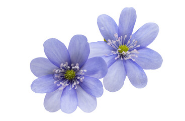 Fototapeta premium Hepatica Nobilis - first Spring flower