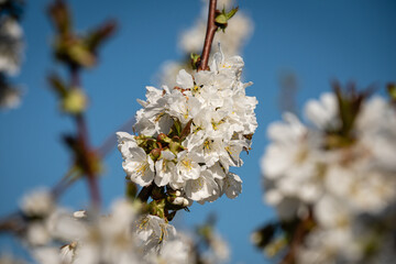 Cerisier en fleurs