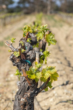 Champs de vigne en avril.