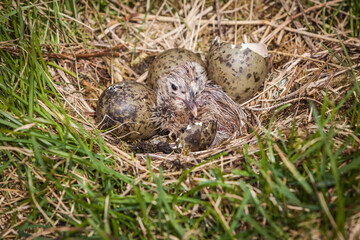 Close up of a nest of a Herring Gull (Larus argentatus) with 2 eggs and a newborn chick