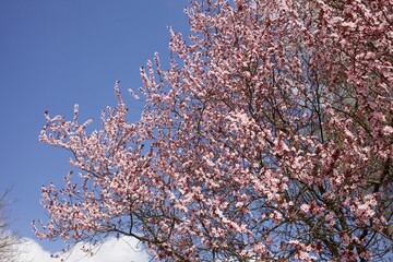 Beautiful pink cherry blossom