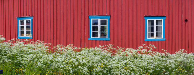Panoramic view of the red wall of a traditional house with flowers on the lofoten in northern Norway