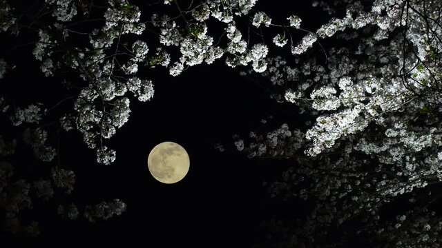 夜桜　満月