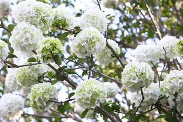 tree blossom