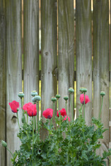red flowers on a fence